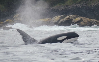 An orca whale breeches the surface near Screamin' Reels Lodge.