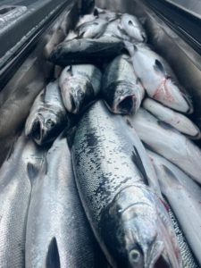 alaksa-silver-salmon-gallery (6)