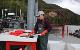 Person processing freshly caught Alaska fish from Screamin Reels fishing lodge